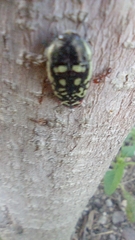 Acmaeodera disjuncta