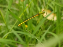 Ceriagrion coromandelianum