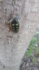 Acmaeodera disjuncta