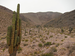 Trichocereeae