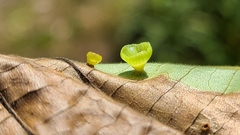 Caryomyia flaticrustum