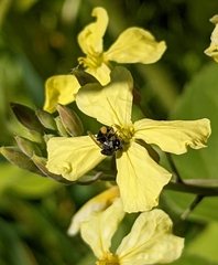 Tetragonula carbonaria