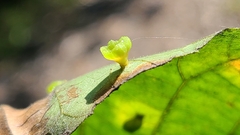 Caryomyia flaticrustum