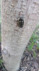 Acmaeodera disjuncta