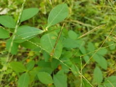 Ceriagrion coromandelianum