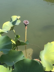 Nelumbo