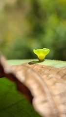 Caryomyia flaticrustum