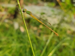 Ceriagrion coromandelianum