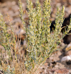 Neokochia americana