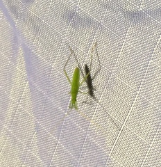 Trigonotylus caelestialium