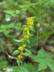 Solidago virgaurea asiatica