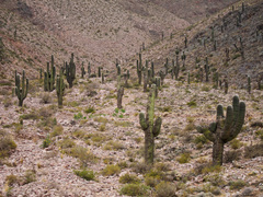 Trichocereeae