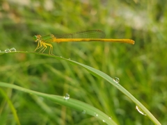 Ceriagrion coromandelianum
