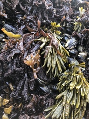 Pelvetiopsis limitata