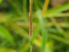 Lestes concinnus