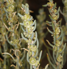 Neokochia americana