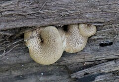 Lentinus tigrinus