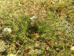 Salsola collina