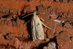 Scythropiodes issikii