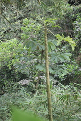 Cecropia palmata
