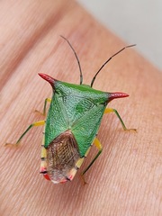 Acanthosoma firmatum