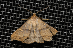 Bleptina caradrinalis