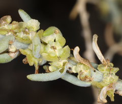 Neokochia americana