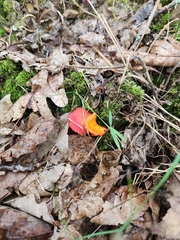 Hygrocybe