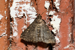 Tetanolita mynesalis