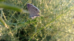 Hemiargus ceraunus astenidas