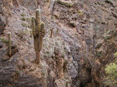 Trichocereeae