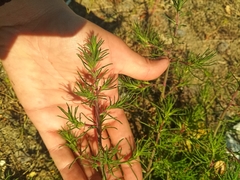 Salsola collina