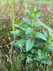 Scutellaria lateriflora