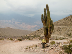 Trichocereus atacamensis