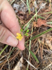 Hypericum setosum
