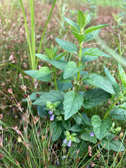 Scutellaria lateriflora