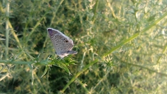 Hemiargus ceraunus astenidas