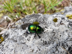 Phelotrupes auratus