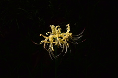 Lycoris