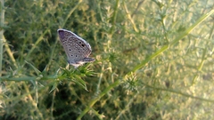 Hemiargus ceraunus astenidas