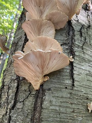 Pleurotus pulmonarius