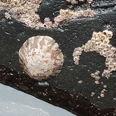 Cellana radians