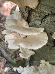 Pleurotus pulmonarius
