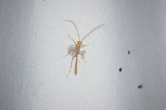 Ophioninae