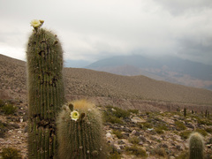 Trichocereus atacamensis