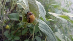 Leptinotarsa decemlineata