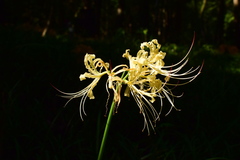 Lycoris