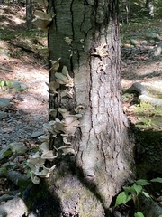 Pleurotus pulmonarius