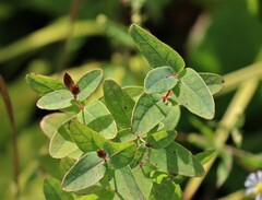 Hypericum fraseri