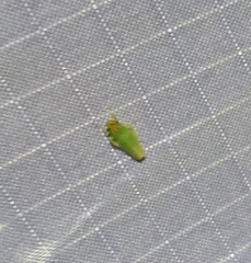 Gyponana octolineata